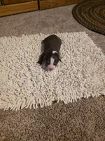 Green Collar Red Tri Male Aussie, a male Australian Shepherd for sale in Davenport, NE – Photo 3 of 3