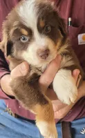 Green Collar Red Tri Male Aussie, a male Australian Shepherd for sale in Davenport, NE – 1 of 5