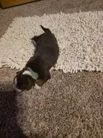 Green Collar Red Tri Male Aussie, a male Australian Shepherd for sale in Davenport, NE – Photo 2 of 3