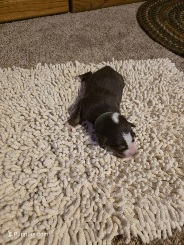 Green Collar Red Tri Male Aussie – Australian Shepherd puppy for sale in Davenport, NE