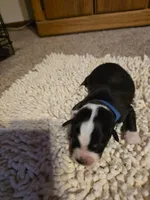 Blue Collar Bicolor Male, a male Australian Shepherd for sale in Davenport, NE – Photo 3 of 3