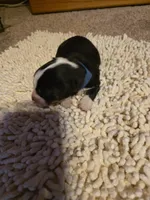 Blue Collar Bicolor Male, a male Australian Shepherd for sale in Davenport, NE – Photo 2 of 3