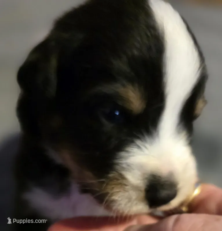 Blue Collar Tri Colored Male – Australian Shepherd puppy for sale in Davenport, NE