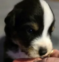 Blue Collar Tri Colored Male, a male Australian Shepherd for sale in Davenport, NE – Photo 1 of 4