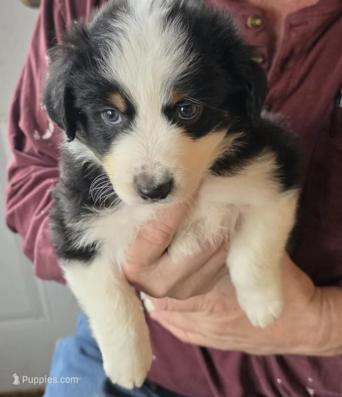 Blue Collar Tri Colored Male – Australian Shepherd puppy for sale in Davenport, NE