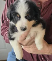 Blue Collar Tri Colored Male, a male Australian Shepherd for sale in Davenport, NE – 2 of 6