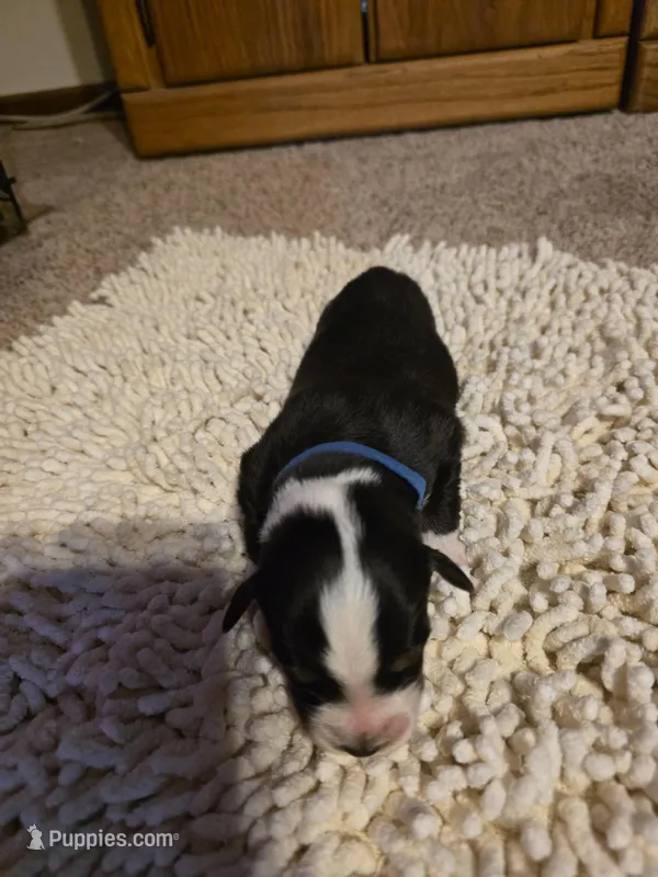 Blue Collar Bicolor Male – Australian Shepherd puppy for sale in Davenport, NE