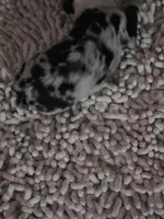 Red Collar Blue Merle Female, a female Australian Shepherd for sale in Davenport, NE – Photo 3 of 3