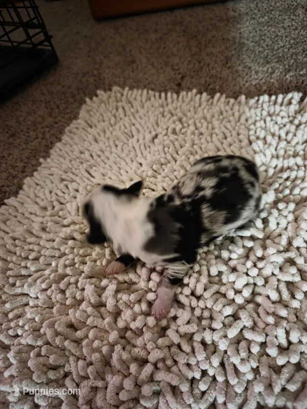 Red Collar Blue Merle Female – Australian Shepherd puppy for sale in Davenport, NE