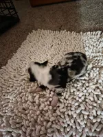 Red Collar Blue Merle Female, a female Australian Shepherd for sale in Davenport, NE – Photo 1 of 3