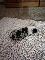 Red Collar Blue Merle Female, a female Australian Shepherd for sale in Davenport, NE – Photo 2 of 3