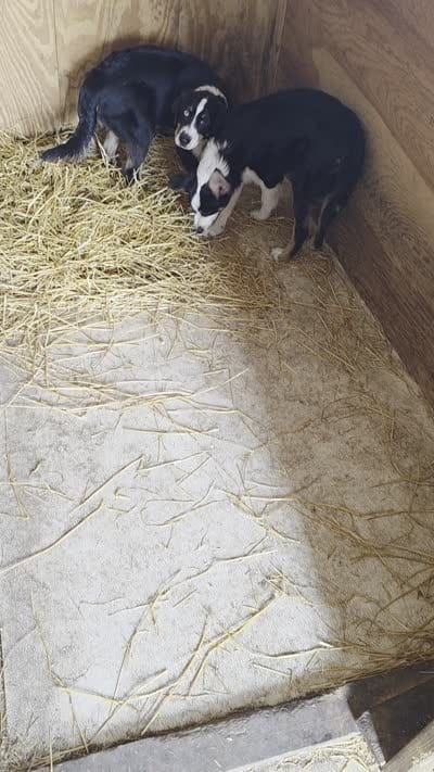 Blue Collar Tri Colored Male, a male Australian Shepherd for sale in Davenport, NE – 2 of 2