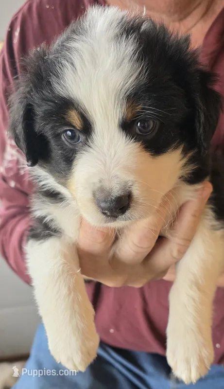 Purple Collar Tricolor Female Aussie – Australian Shepherd puppy for sale in Davenport, NE
