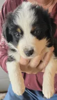 Purple Collar Tricolor Female Aussie, a female Australian Shepherd for sale in Davenport, NE – 1 of 7