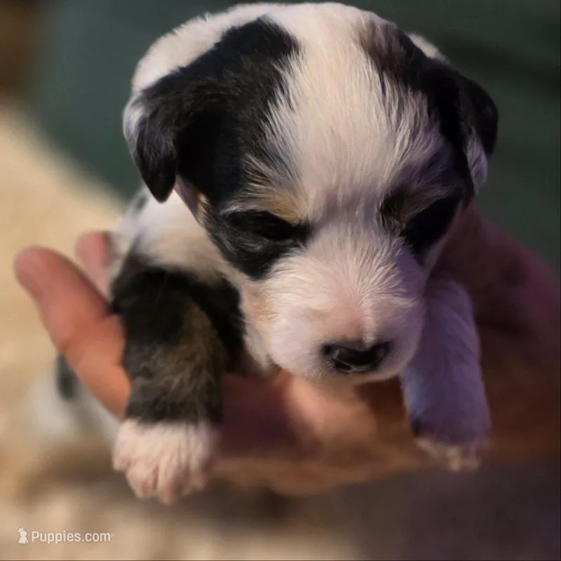 Red Collar Blue Merle Female – Australian Shepherd puppy on hold in Davenport, NE