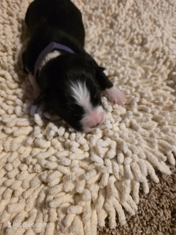 Purple Collar Bicolor Female Aussie – Australian Shepherd puppy for sale in Davenport, NE