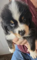 Purple Collar Tricolor Female Aussie, a female Australian Shepherd for sale in Davenport, NE – 2 of 7