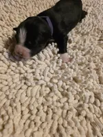 Purple Collar Bicolor Female Aussie, a female Australian Shepherd for sale in Davenport, NE – Photo 3 of 3