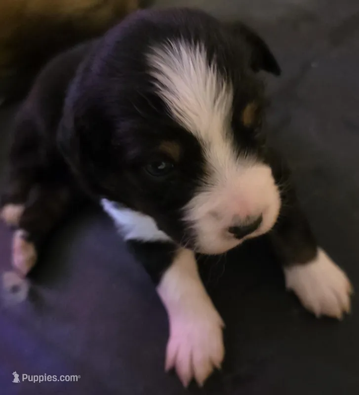 Purple Collar Tricolor Female Aussie – Australian Shepherd puppy for sale in Davenport, NE