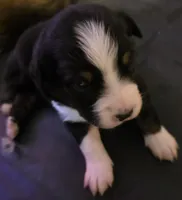 Purple Collar Tricolor Female Aussie, a female Australian Shepherd for sale in Davenport, NE – Photo 1 of 5