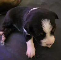 Purple Collar Tricolor Female Aussie, a female Australian Shepherd for sale in Davenport, NE – Photo 2 of 5