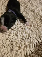 Purple Collar Bicolor Female Aussie, a female Australian Shepherd for sale in Davenport, NE – Photo 2 of 3