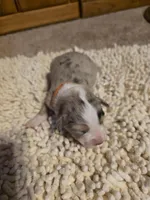 Orange collar Red Merle Female, a female Australian Shepherd for sale in Davenport, NE – Photo 3 of 4