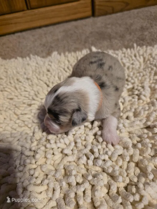 Orange collar Red Merle Female – Australian Shepherd puppy for sale in Davenport, NE