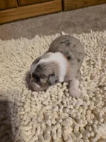 Orange collar Red Merle Female, a female Australian Shepherd for sale in Davenport, NE – Photo 1 of 4