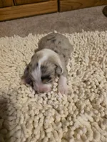 Orange collar Red Merle Female, a female Australian Shepherd for sale in Davenport, NE – Photo 4 of 4