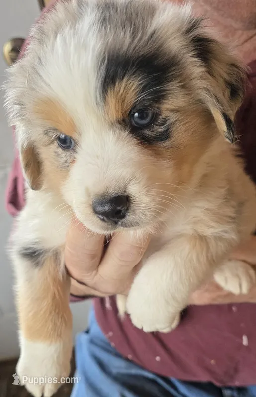 Orange collar Red Merle Female – Australian Shepherd puppy for sale in Davenport, NE