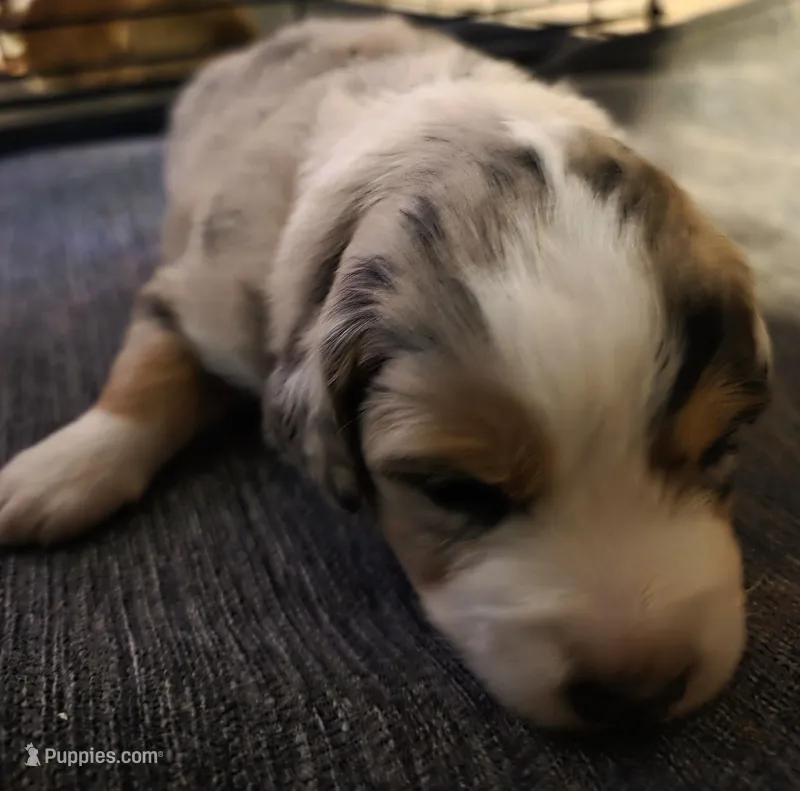 Orange collar Red Merle Female – Australian Shepherd puppy for sale in Davenport, NE