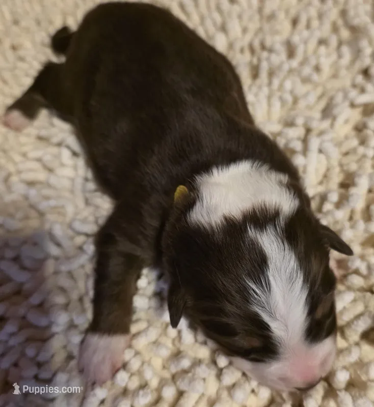 Gold Collar Red/White Tri Male Aussie – Australian Shepherd puppy for sale in Davenport, NE