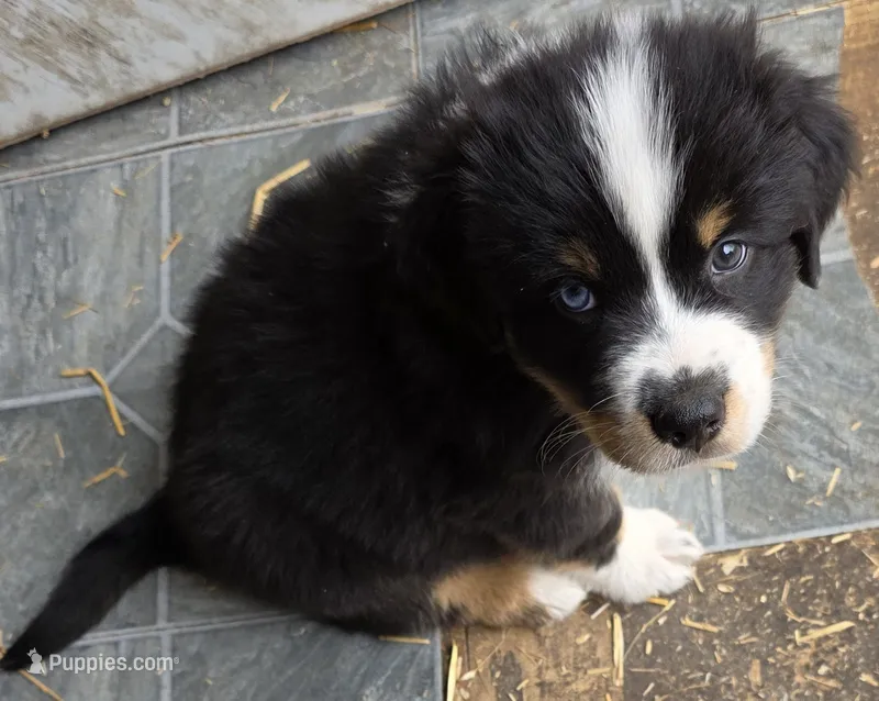 Blue Collar Tri Colored Male – Australian Shepherd puppy for sale in Davenport, NE