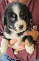 Gray Collar Tri color Female Aussie, a female Australian Shepherd for sale in Davenport, NE – 1 of 6