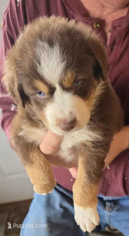 Gold Collar Red/White Tri Male Aussie – Australian Shepherd puppy for sale in Davenport, NE