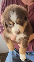 Gold Collar Red/White Tri Male Aussie, a male Australian Shepherd for sale in Davenport, NE – 1 of 5