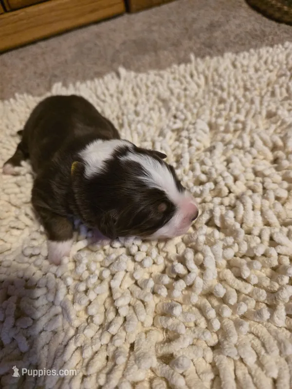 Gold Collar Red/White Male Aussie – Australian Shepherd puppy for sale in Davenport, NE