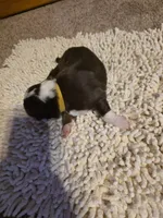 Gold Collar Red/White Male Aussie, a male Australian Shepherd for sale in Davenport, NE – Photo 3 of 3