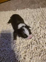 Gold Collar Red/White Male Aussie, a male Australian Shepherd for sale in Davenport, NE – Photo 2 of 3