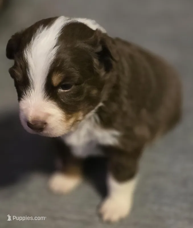 Gold Collar Red/White Tri by Male Aussie – Australian Shepherd puppy for sale in Davenport, NE