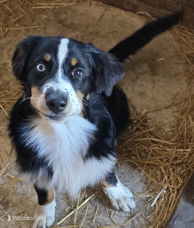 Blue Collar Tri Colored Male – Australian Shepherd puppy for sale in Davenport, NE