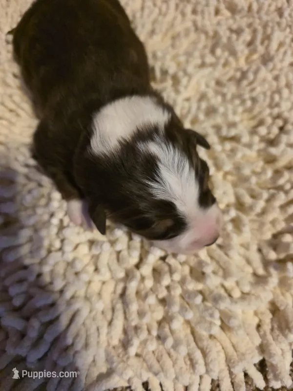 Gray Collar Bicolor Female Aussie – Australian Shepherd puppy for sale in Davenport, NE