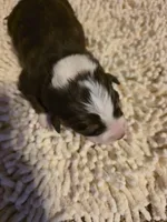 Gray Collar Bicolor Female Aussie, a female Australian Shepherd for sale in Davenport, NE – Photo 1 of 3