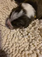 Gray Collar Bicolor Female Aussie, a female Australian Shepherd for sale in Davenport, NE – Photo 2 of 3