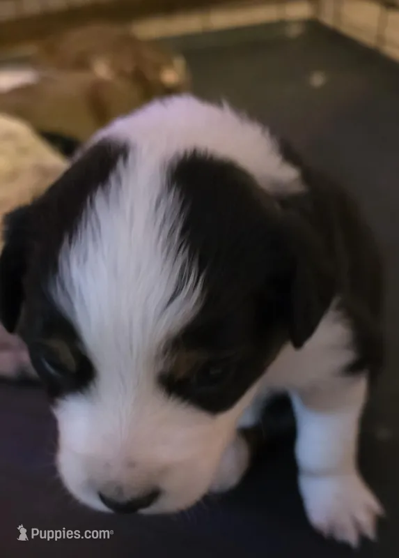 Gray Collar Tri color Female Aussie – Australian Shepherd puppy for sale in Davenport, NE