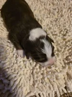 Gray Collar Bicolor Female Aussie, a female Australian Shepherd for sale in Davenport, NE – Photo 3 of 3