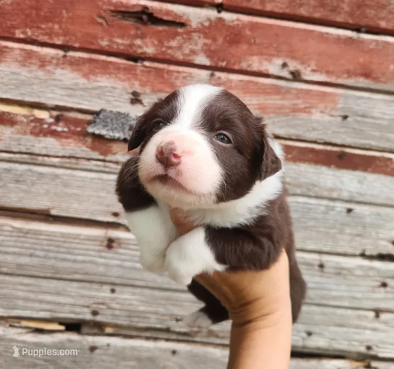 Violet – Australian Shepherd puppy for sale in Riceville, IA