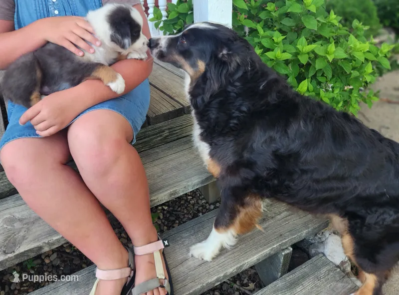 Daisy – Australian Shepherd puppy for sale in Riceville, IA
