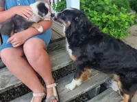 Daisy, a female Australian Shepherd for sale in Riceville, IA – 1 of 10